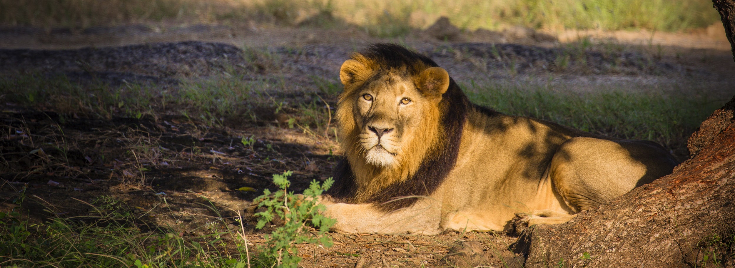 Gujarat Wildlife & Spiritual