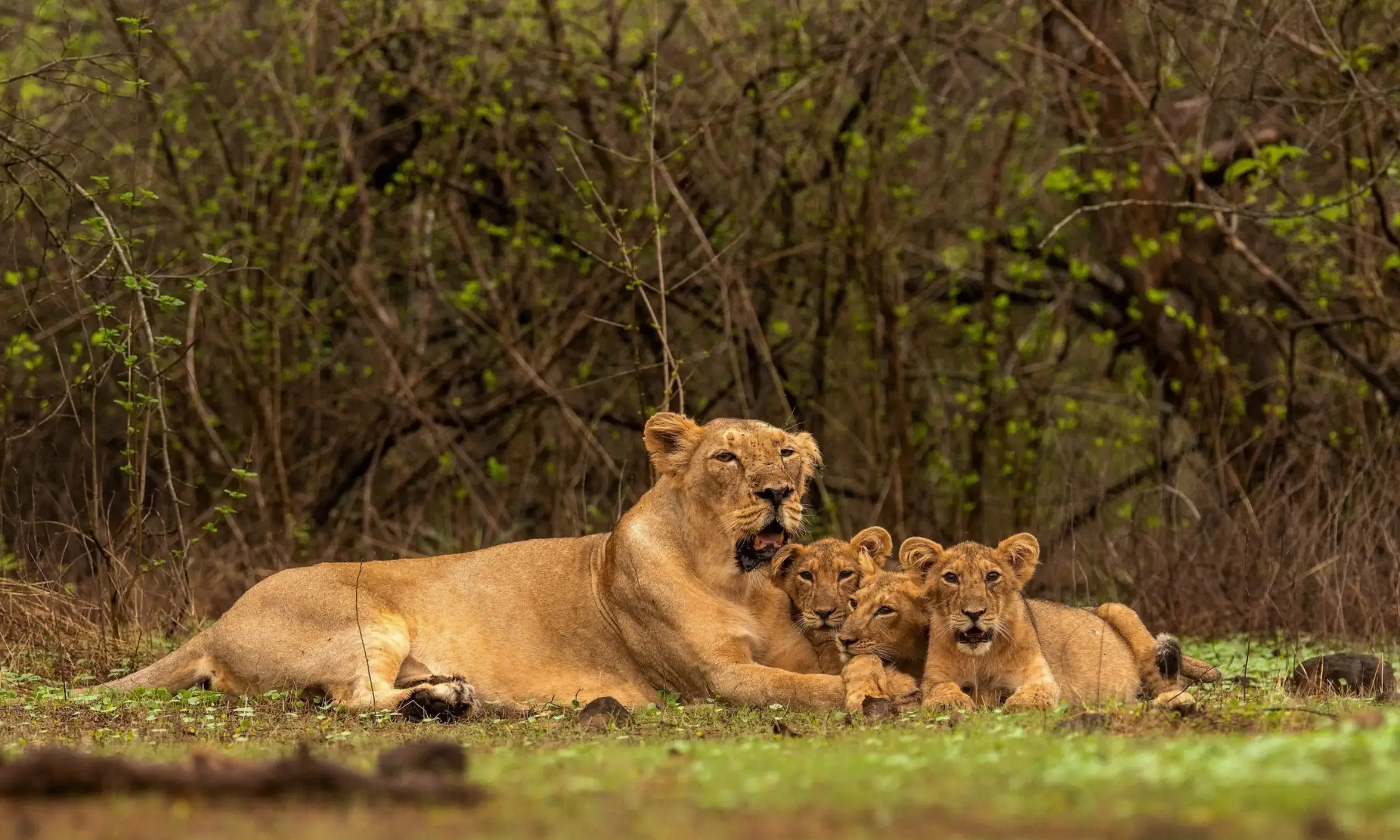 Gir Lion Safari Special
