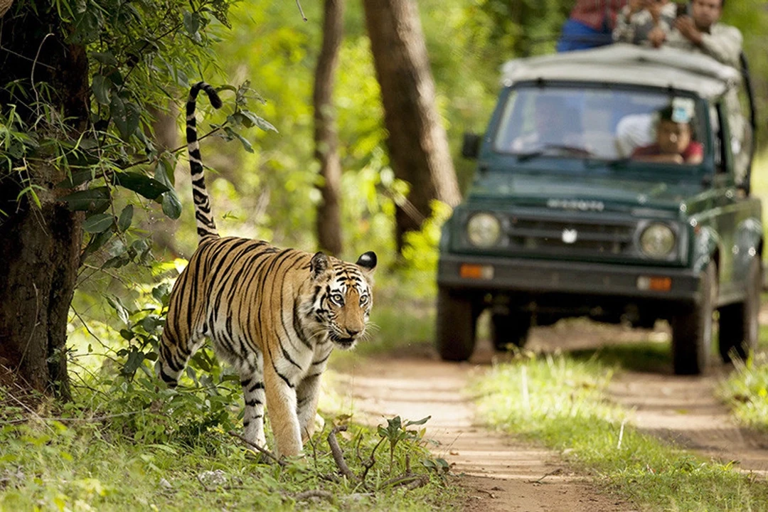 Jim Corbett Wildlife Safari