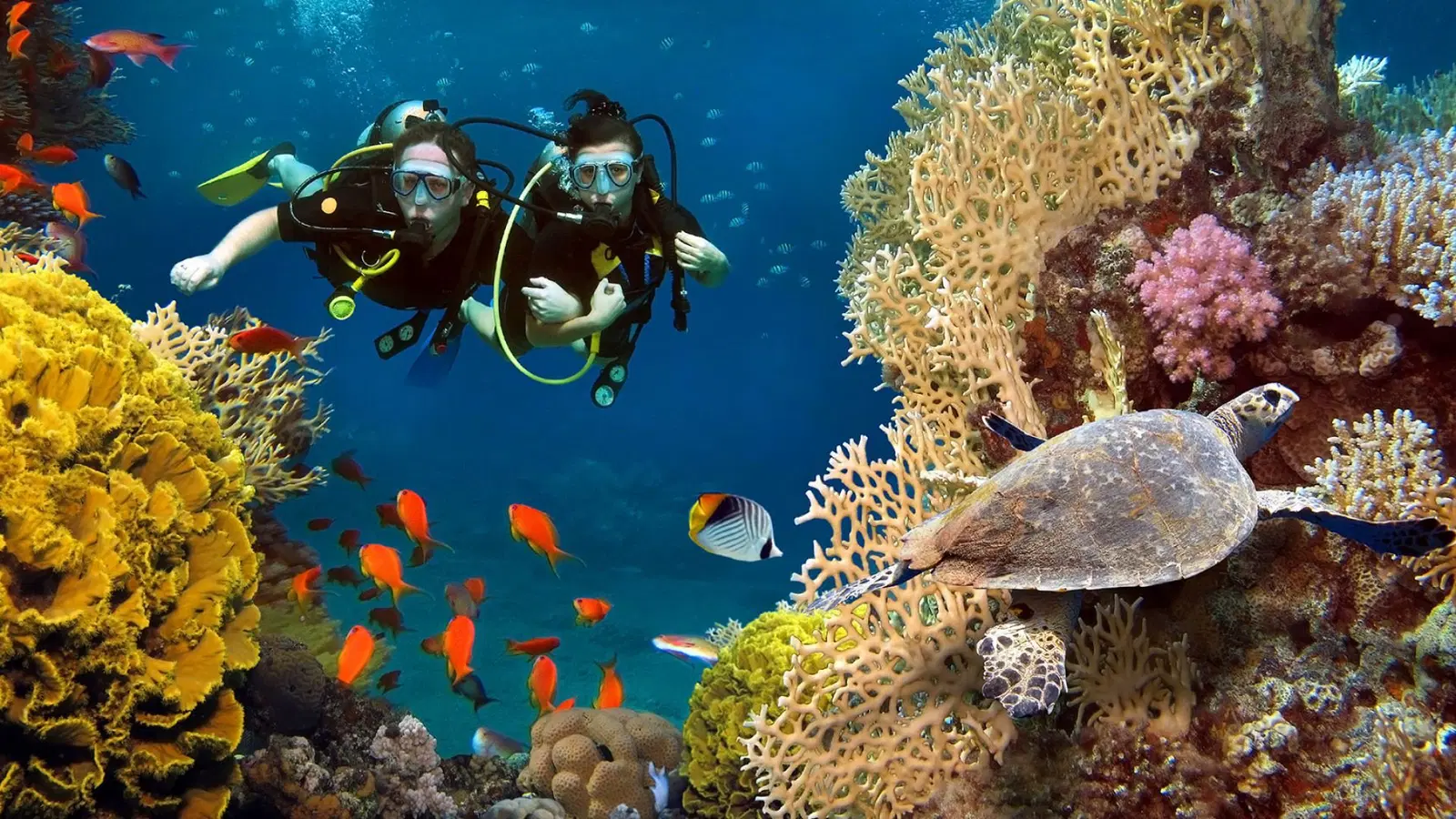Maldives Scuba Diving